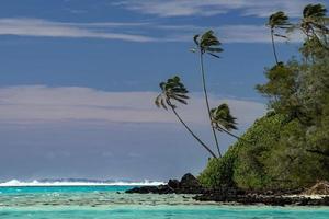 palmera de coco en la playa de polinesia foto