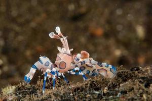 camarón arlequín hymenocera elegans picta cerrar foto