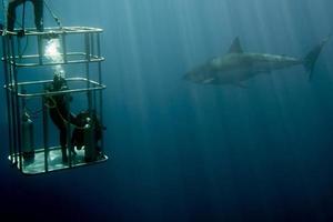 cage dive with White shark ready to attack photo