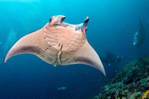 Manta in the blue ocean background portrait photo