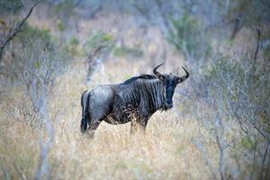 gnu in kruger park south africa photo