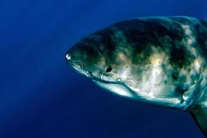 Great White shark ready to attack photo