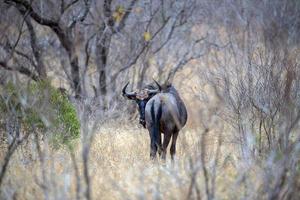 gnu in kruger park south africa photo