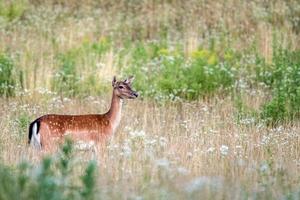 fallow deer at night isolated looking at you photo