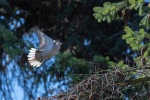 pájaro tórtola mientras vuela desde el nido de un pino foto