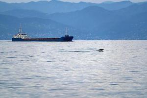 striped dolphin jumpin at sunset in front of tanker ship photo