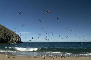 pelican seagull many birds in baja california beach mexico photo