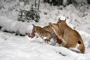 lince en el retrato de nieve que viene hacia ti foto