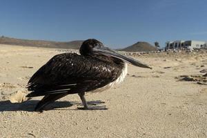 gaviota pelícano muchas aves en la playa de baja california méxico foto