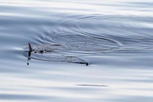 Sword fish swordfish on sea surface photo