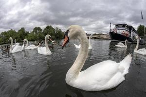 cisne en el río támesis inglaterra foto