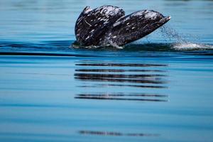 grey whale tail going down in ocean at sunset photo