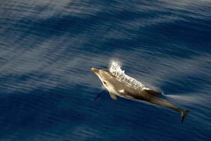 Striped dolphin stenella while jumping photo