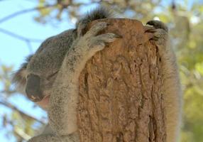 A koala relaxing on a tree photo