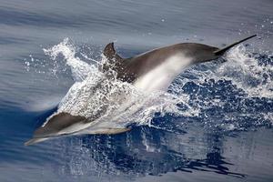 Striped dolphin stenella while jumping photo