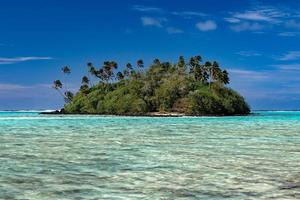 coconut palm tree on polynesia beach photo