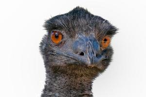 Australian Ostrich head close up looking at you on white background photo