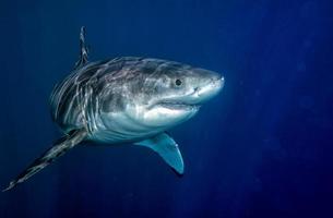 Great White shark ready to attack photo