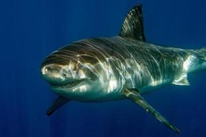 Great White shark ready to attack photo