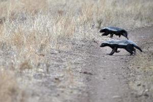 honey badger in kruger park south africa photo