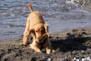 Cachorro de perros jóvenes jugando en la playa spaniel cocker y retriver foto