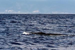 Fin Whale endangered specie rare to see photo