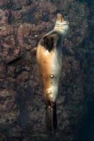 Young puppy seal californian sea lion coming to you photo