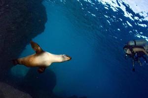 Beautiful latina woman girl playing with sea lion photo