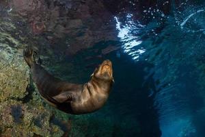 Young puppy seal californian sea lion coming to you photo