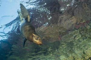 Cachorro joven foca león marino californiano viniendo a ti foto
