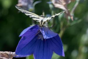 swallow tail butterfly machaon close up portrait photo