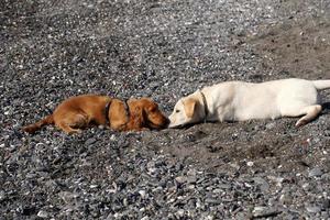 young dogs puppy playing on the beach spaniel cocker and retriver photo