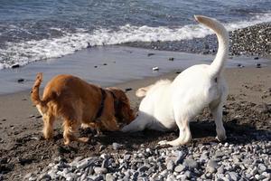 Cachorro de perros jóvenes jugando en la playa spaniel cocker y retriver foto