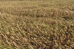 cabeza de oreja de espiga de campo de trigo de grano maduro
