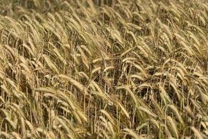 Mature Grain wheat field spike ear head photo