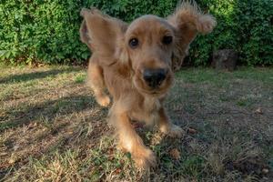 puppy dog cocker spaniel running on grass photo