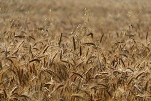 Mature Grain wheat field spike ear head photo