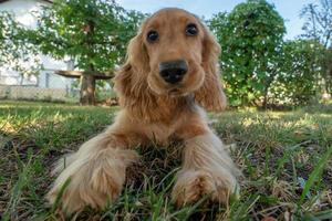 puppy dog cocker spaniel portrait on grass photo
