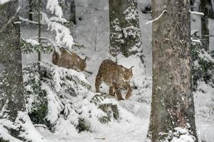 lince en el retrato de nieve que viene hacia ti foto