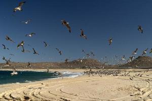 gaviota pelícano muchas aves en la playa de baja california méxico foto