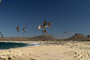 gaviota pelícano muchas aves en la playa de baja california méxico foto