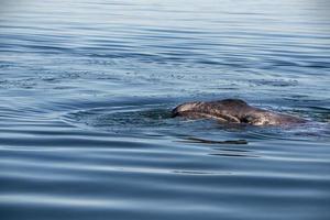 baby grey whale nose at sunset in pacific ocean photo