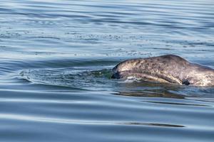 baby grey whale nose at sunset in pacific ocean photo