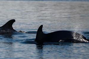 common dolphin jumping outside the ocean photo