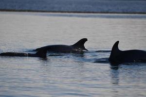 common dolphin jumping outside the ocean photo