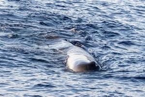 Sperm Whale at sunset in mediterranean Sea photo