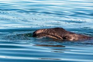 baby grey whale nose at sunset in pacific ocean photo