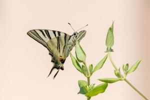 cola de golondrina mariposa machaon cerrar retrato foto