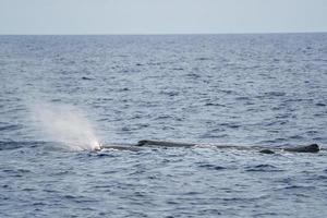 Sperm Whale at sunset while blowing photo