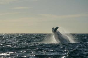 humpback whale breaching in cabo san lucas photo